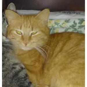 Lost Cat Jax