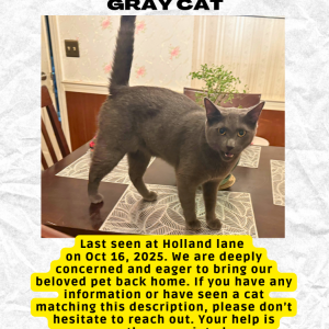 Lost Cat Tiger