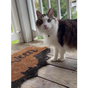 Lost Cat Squirt