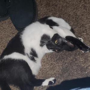 Lost Cat Evermore