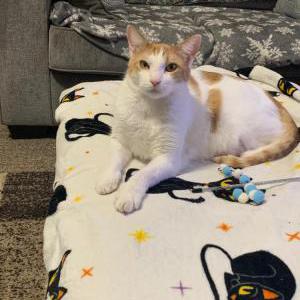 Lost Cat Butternut