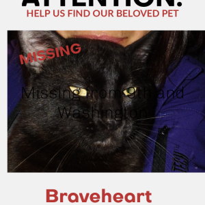 Lost Cat Braveheart