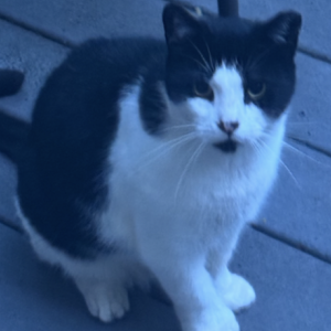 Image of Skunky, Lost Cat