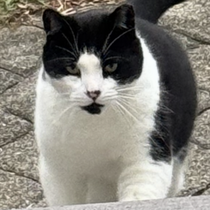 2nd Image of Skunky, Lost Cat