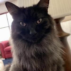 Lost Cat Darcy