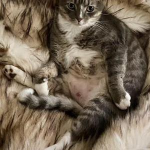Lost Cat Dorian