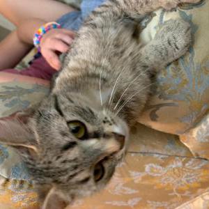 Image of Mini, Lost Cat