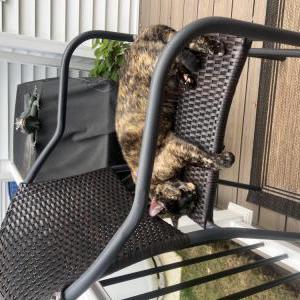 Image of Slink, Lost Cat