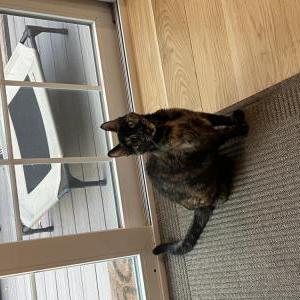 2nd Image of Slink, Lost Cat