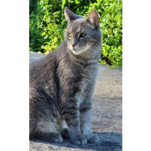 Image of Doogie Meowzer, Lost Cat