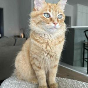 Lost Cat Kitty