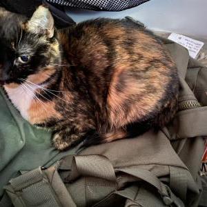 Lost Cats In ASHLAND, OH - Lost My Kitty