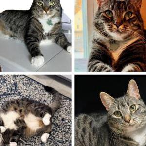 Lost Cat KITTY