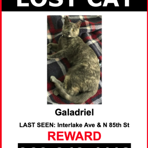 Image of Galadriel, Lost Cat