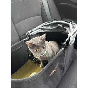 Lost Cat Winnie