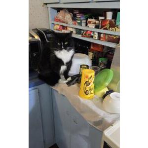 Image of Midnight, Lost Cat