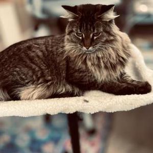 Lost Cat Georgie