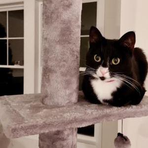 Lost Cat Chloe