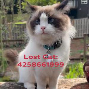 Lost Cat Lottie