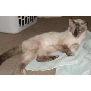 Image of Selena, Lost Cat