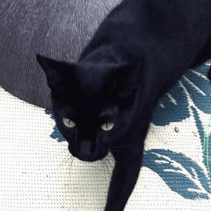 Lost Cat Itsy