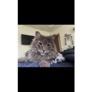 Image of Cosmo, Lost Cat