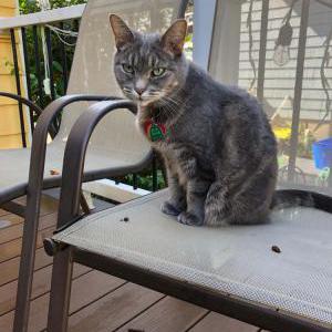 Image of Jada Minou, Lost Cat