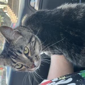 Lost Cat Stinky
