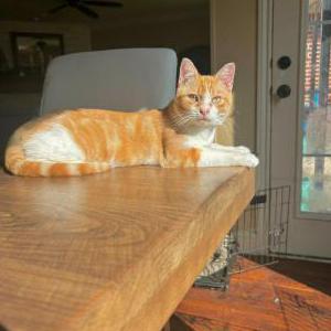 Lost Cat yumyum