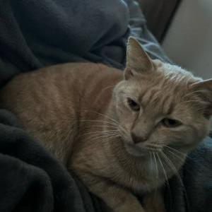 Lost Cat Pico de gato