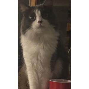 Lost Cat picjled