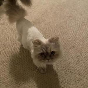 Image of Luna, Lost Cat