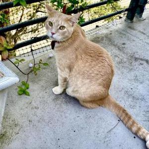 Lost Cat Linus