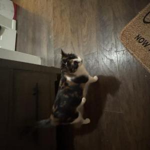 Lost Cat Milk tea
