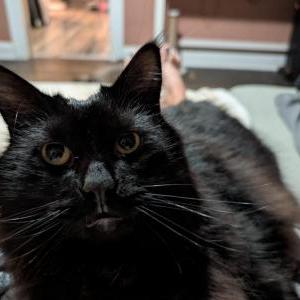 Lost Cat Milton