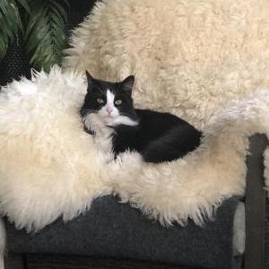 Image of Tucker, Lost Cat