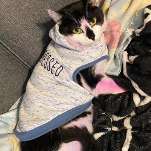 Image of Milo, Lost Cat