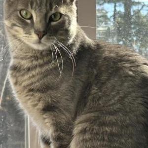 Image of Binx, Lost Cat