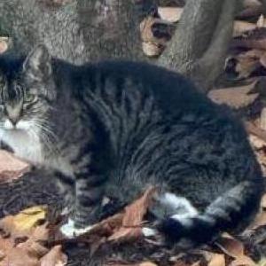 Found Cat Unknown