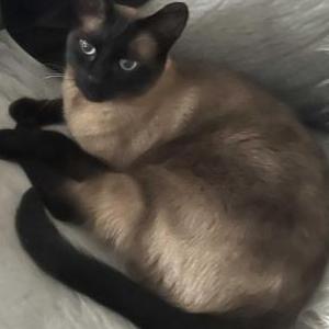 Lost Cat Batman