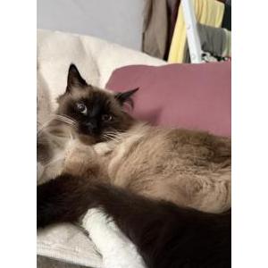 Lost Cat Jewel