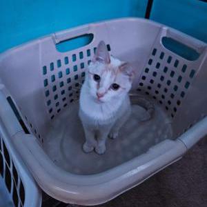 Lost Cat Tofu