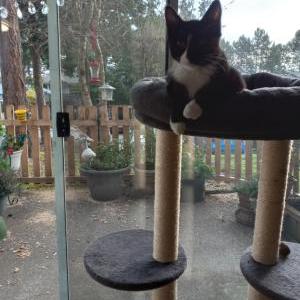 Image of Kitty, Lost Cat
