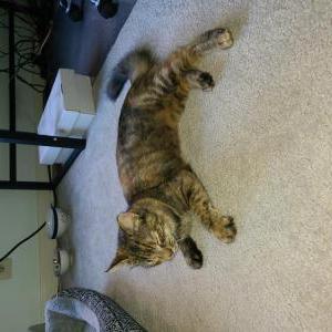 Found Cat Unknown