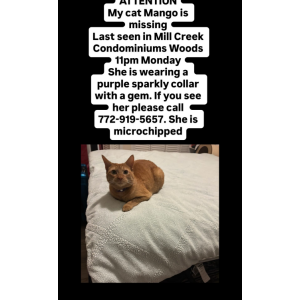 Lost Cat Mango