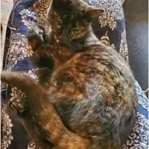 Lost Cat Gaia
