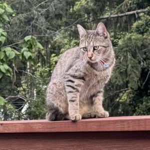 Lost Cat Boo
