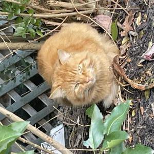 Found Cat Unknown