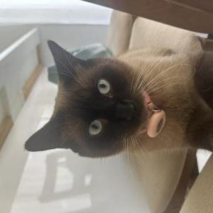 Lost Cat Gunyezh