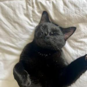 Lost Cat Andre